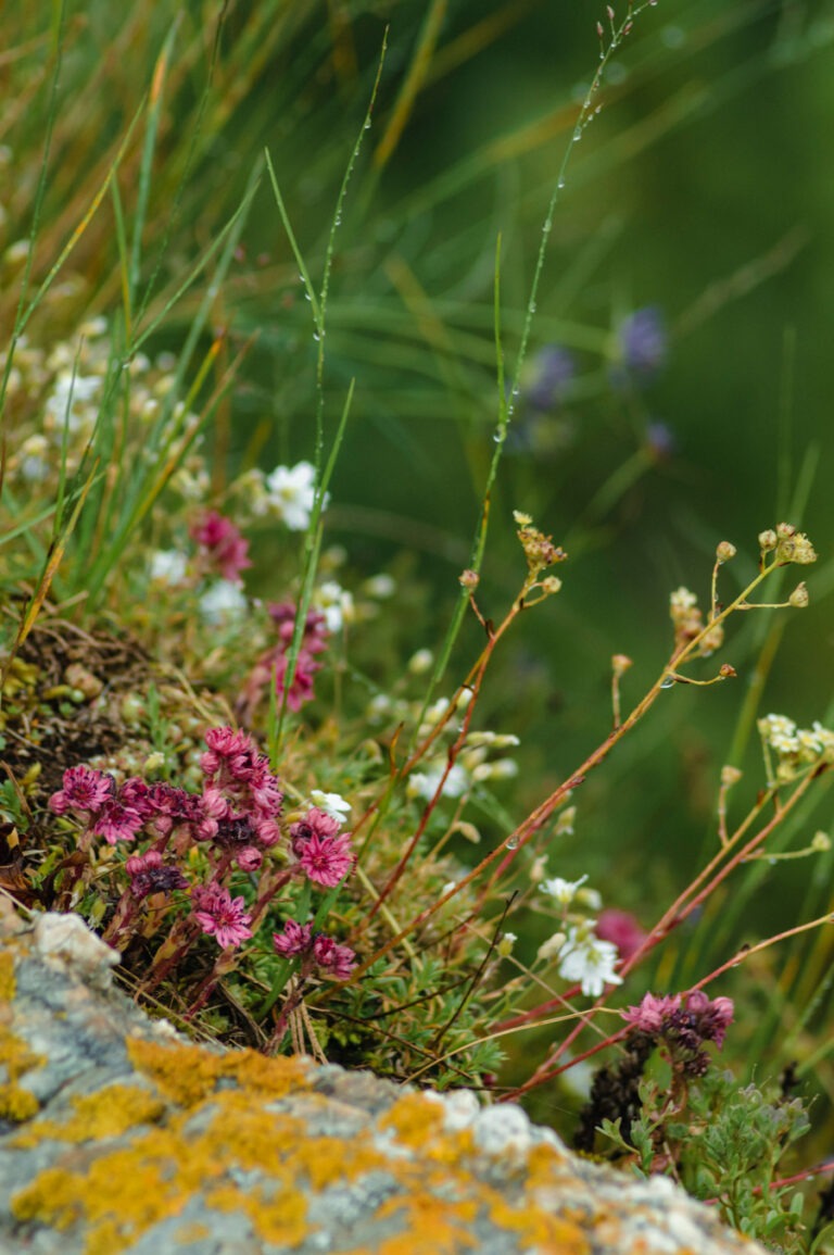 Alpea-Unsplash-Bergkraeuter